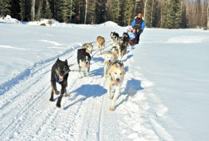 Dog Mushing at A Taste of Alaska - Lodging in Fairbanks Alaska - Northern Lights Lodge Fairbanks