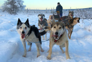 As well as being a perfect Fairbanks Aurora Viewing Location, Dog Mushing at A Taste of Alaska Lodge is a popular winter activity